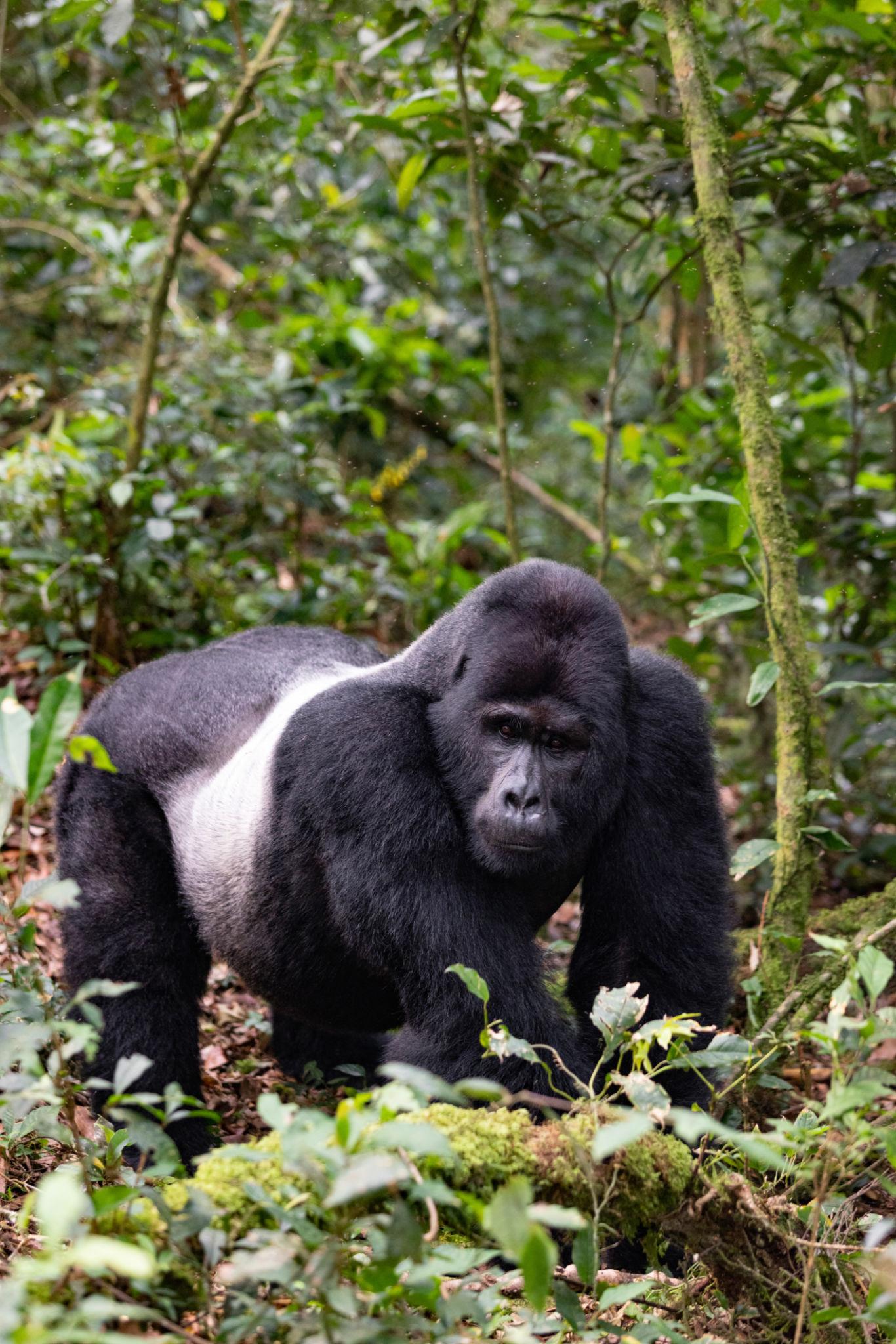 Gorilla 3