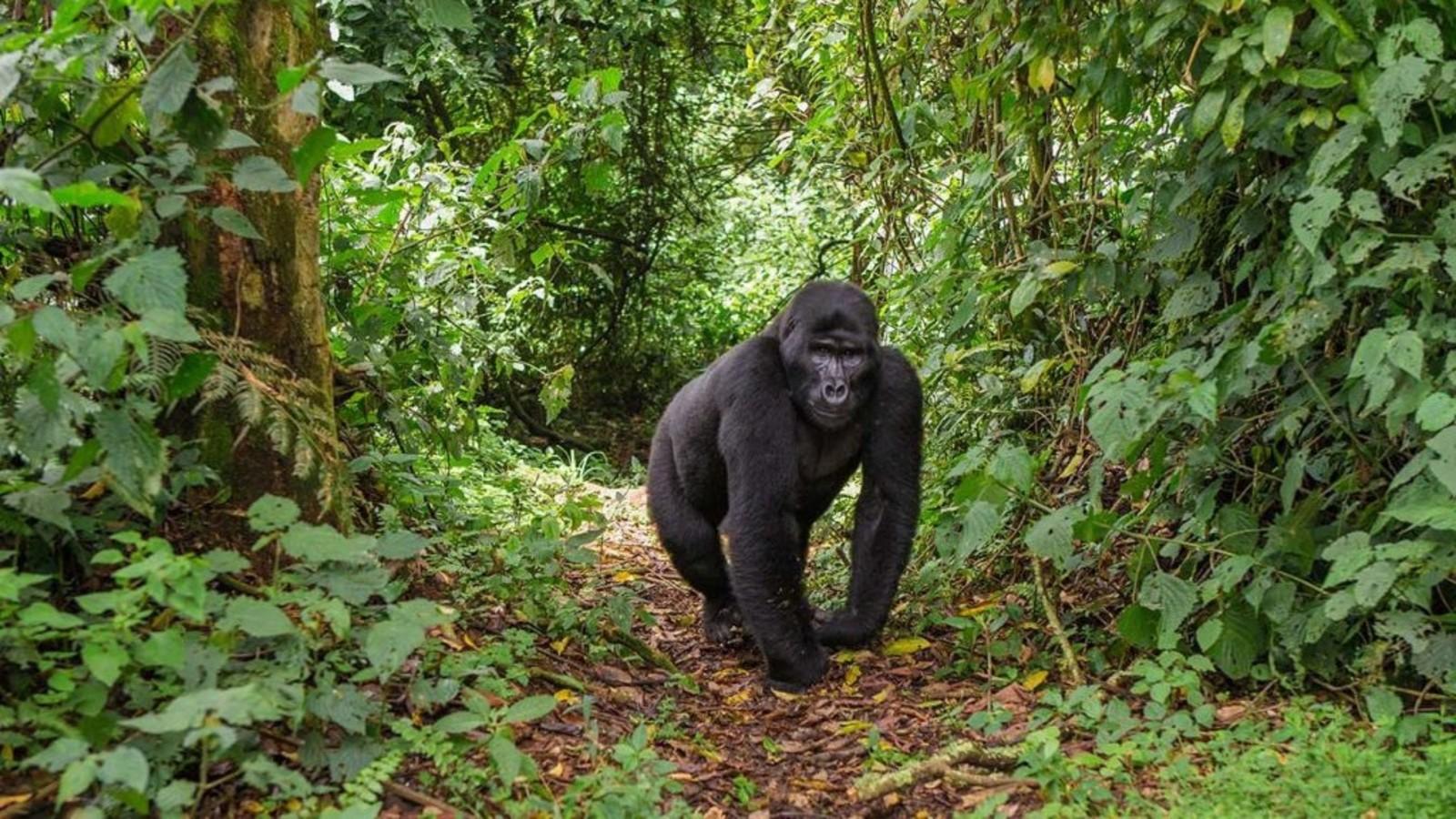 Gorilla 5