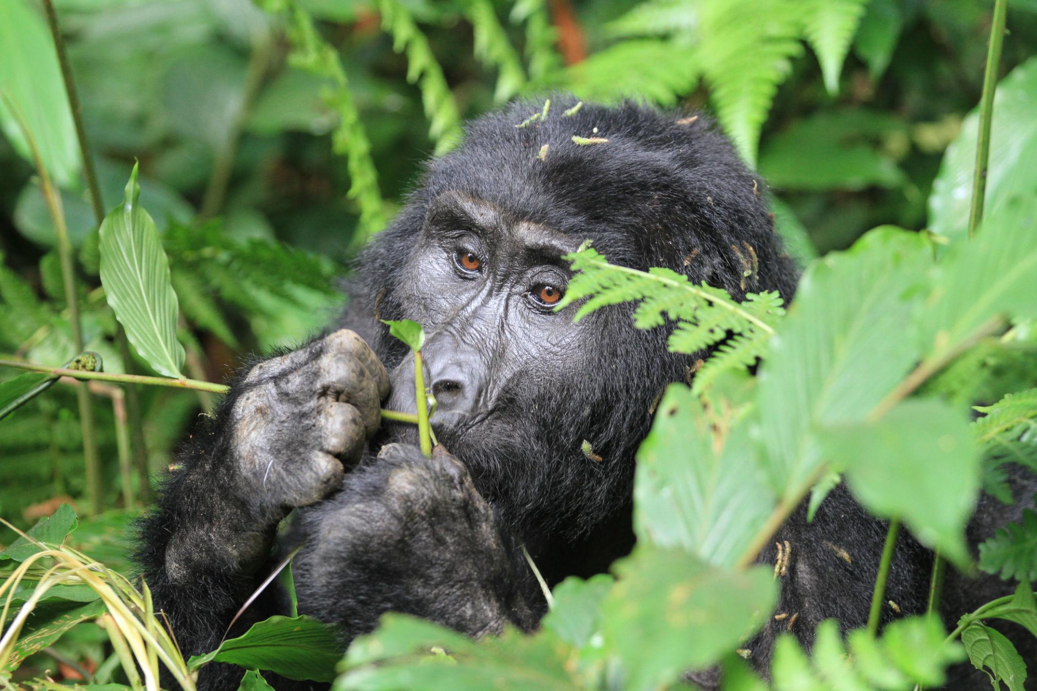 Gorilla