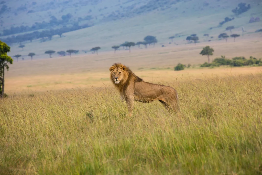 5 Days Lodge Safari with Serengeti Group Joining