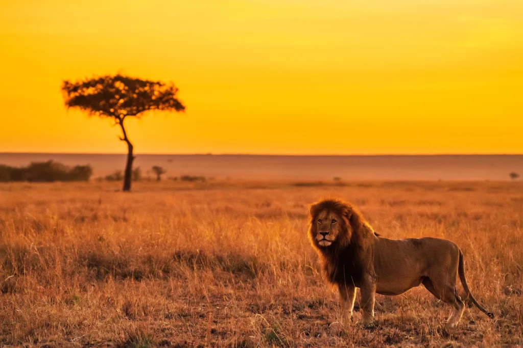 7 Days Tarangire, Serengeti, Lake Manyara & Ngorongoro Private Safari