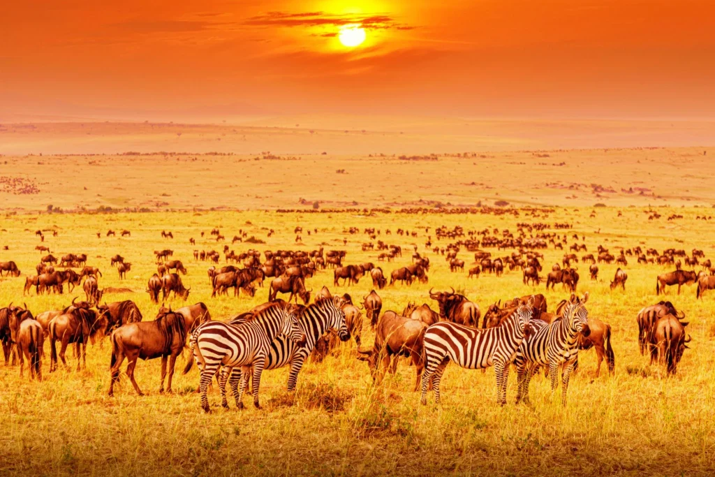 Kenya & Tanzania in One Trip: How a Cross-Border Safari Works
