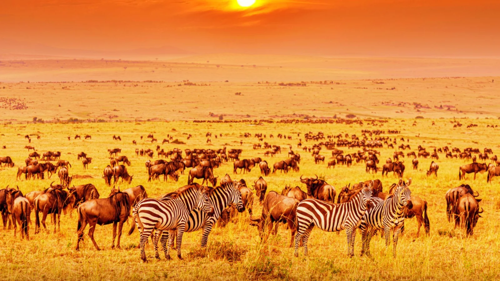 Kenya & Tanzania in One Trip: How a Cross-Border Safari Works