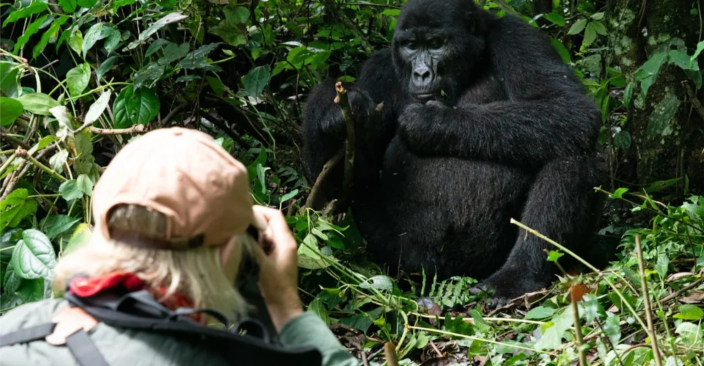 5 Days Uganda Gorilla Trekking Safari: Bwindi & Queen Elizabeth