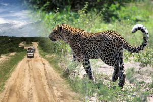 5 Days Uganda Gorilla Trekking Safari: Bwindi & Queen Elizabeth