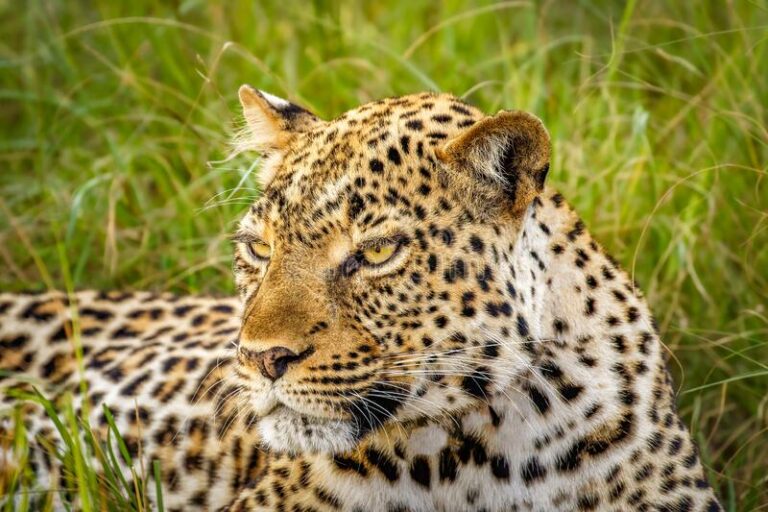 Bwindi Impenetrable National Park – 5 Days Uganda Gorilla Trekking Safari: Bwindi & Queen Elizabeth