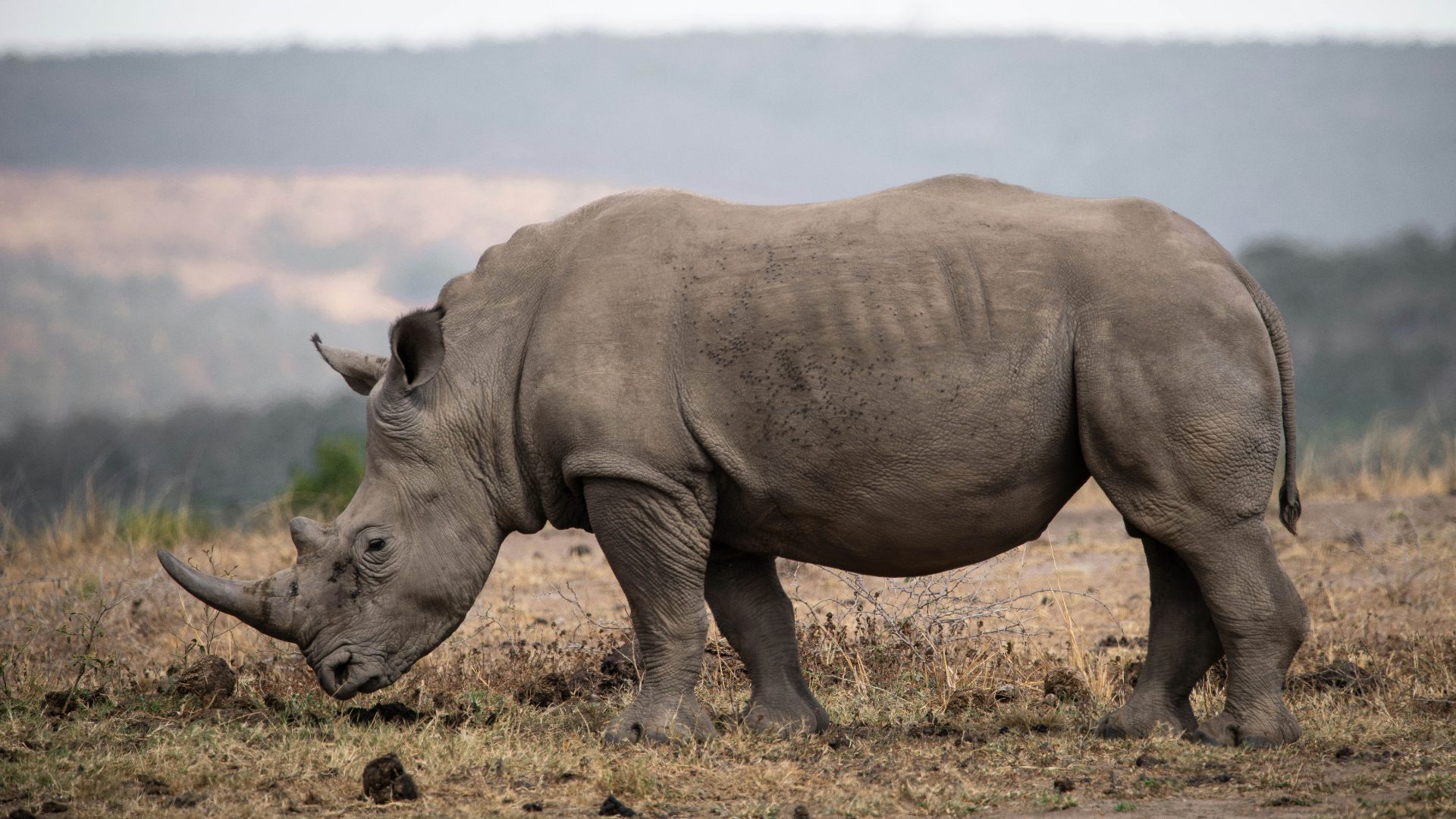 Authentic African Safaris Designed by Local Safari Experts