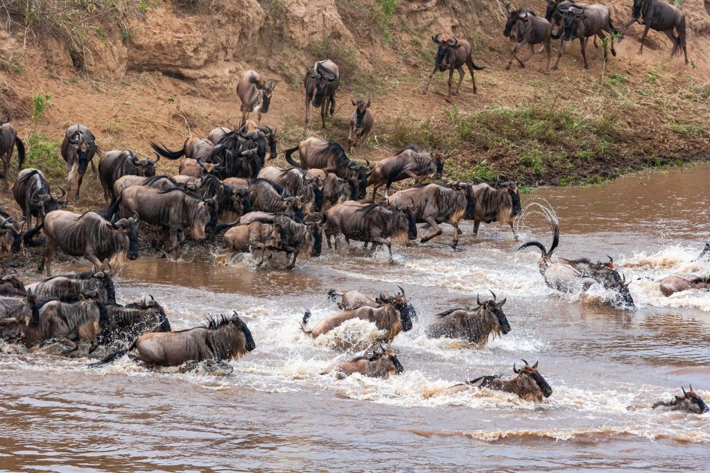 4-Day Maasai Mara Migration Safari