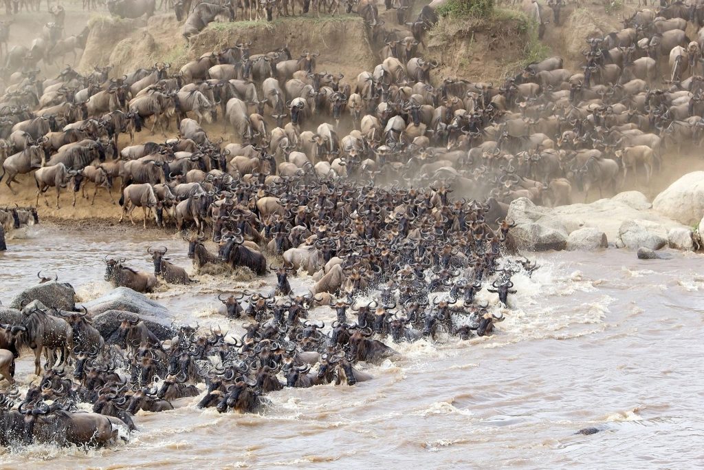 Serengeti vs Maasai Mara: Which Safari Destination Is Right for You?