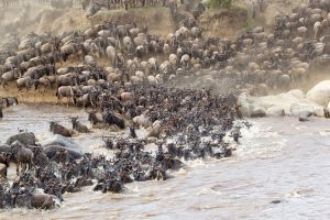 Wildebeest crossing the Mara River during the Great Migration