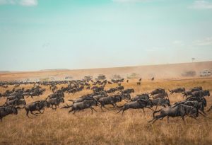 Safari game drive in the Maasai Mara, Kenya