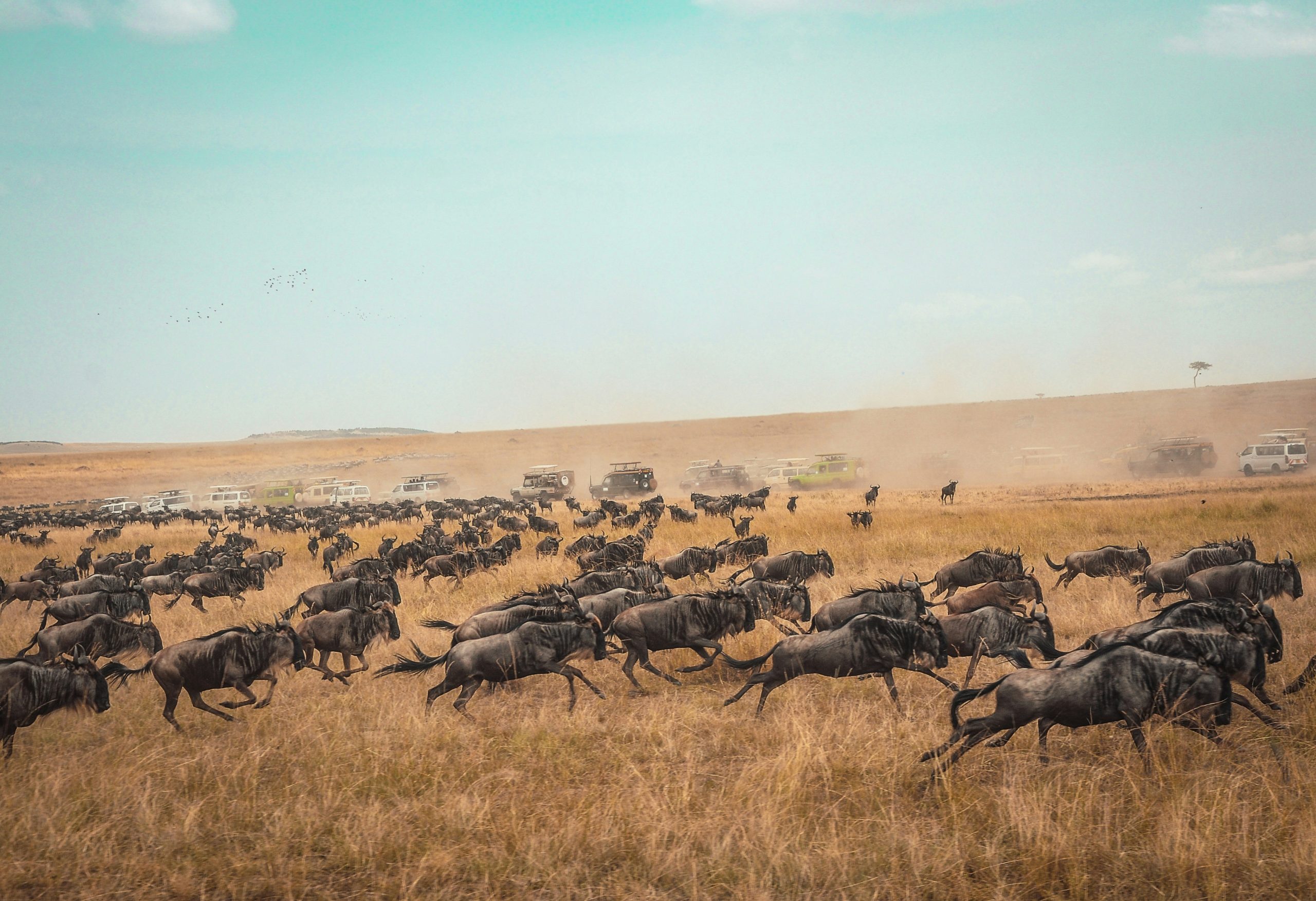 The Perfect 5-Day Kenya Safari Itinerary