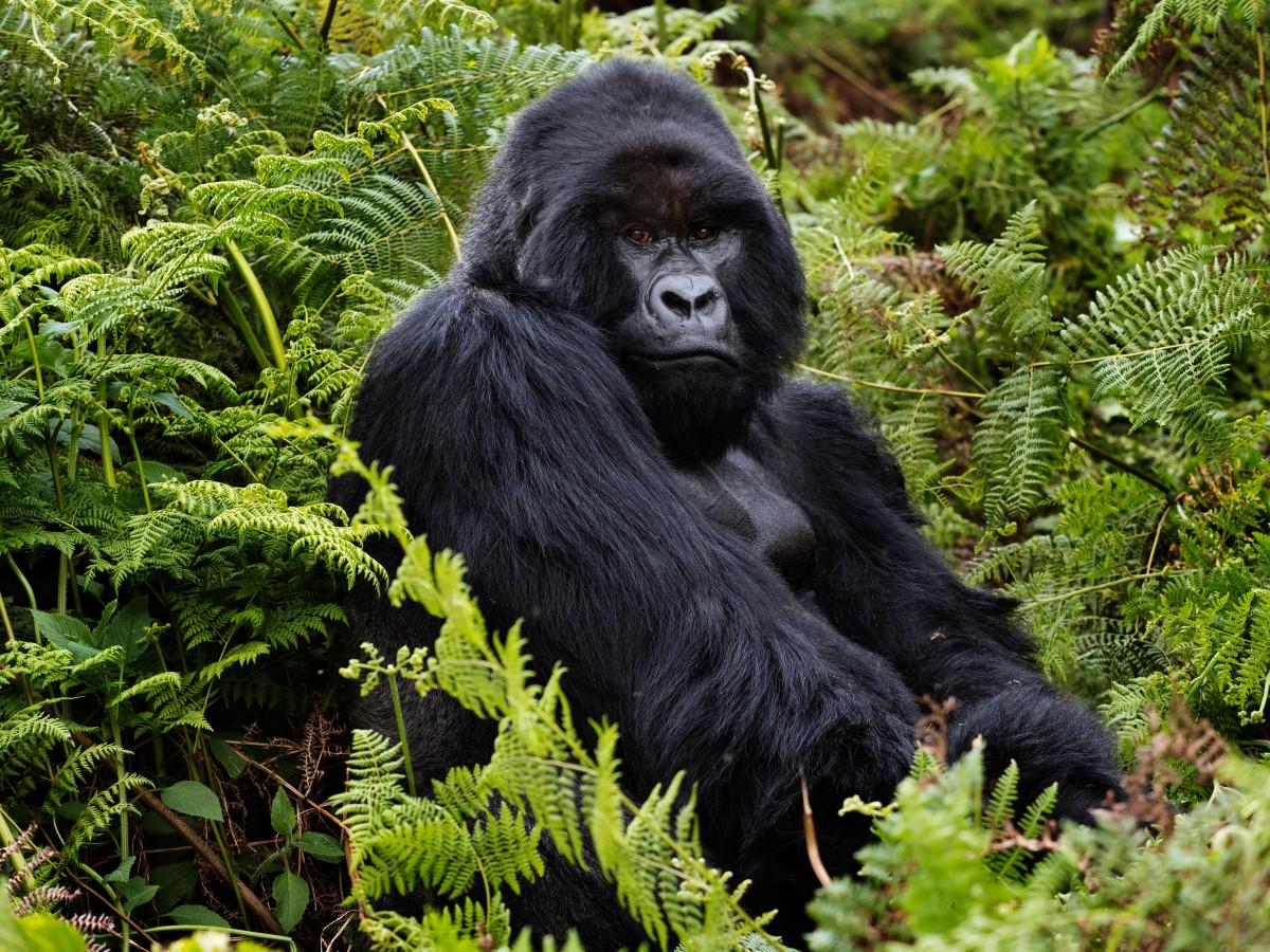 Rwanda Gorilla Trekking Permits: Everything You Need to Know