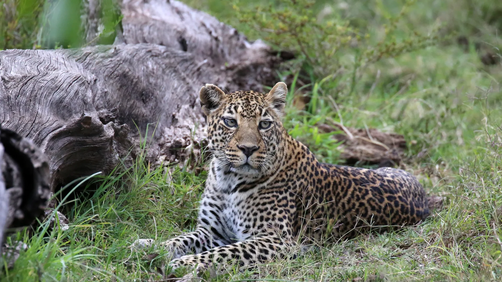 Authentic African Safaris Designed by Local Safari Experts