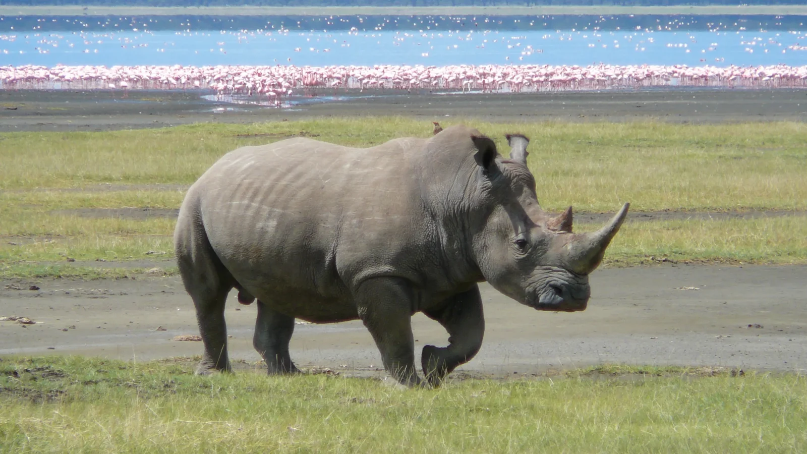 Lake Nakuru National Park: Flamingos, Rhinos and What to Expect