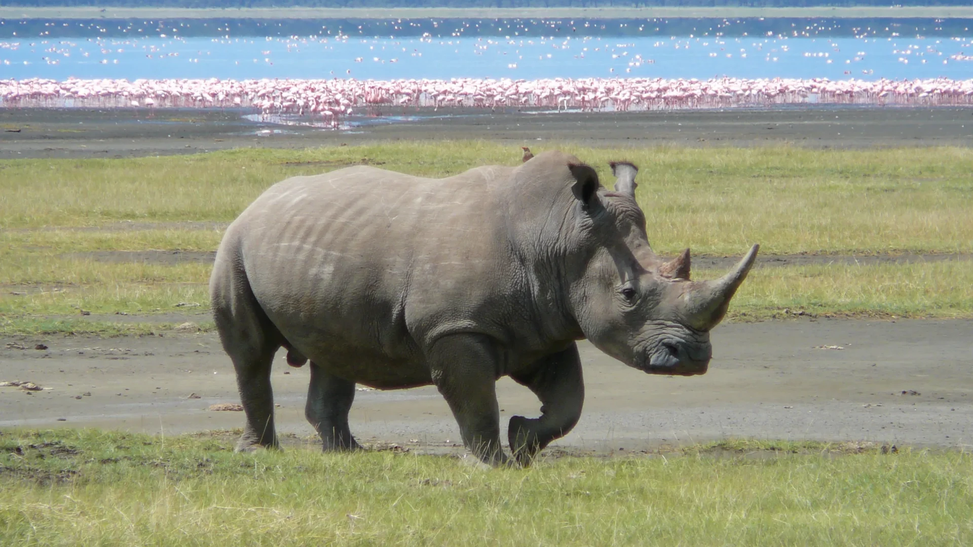 Meet Africa's Big Five