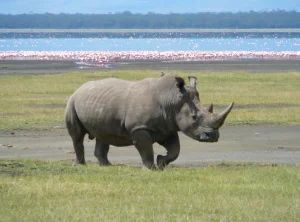 White rhino grazing at Lake Nakuru with flamingos behind