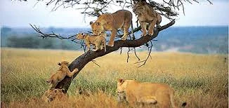 Amboseli –lake Manyara