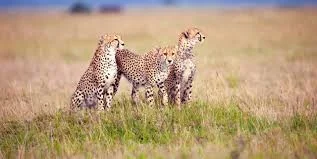 Lake Manyara - Serengeti National Park