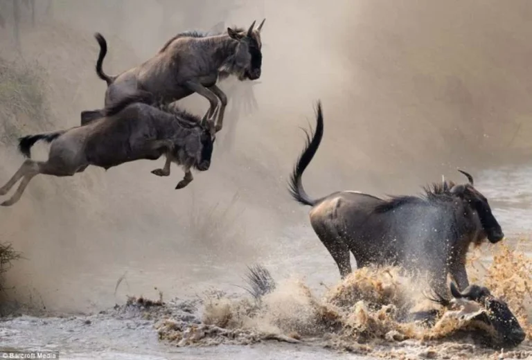 Masai Mara Full Day