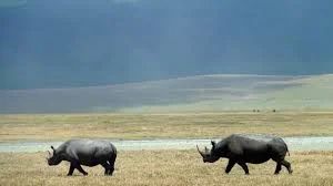 Serengeti - Ngorongoro Crater