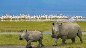 Sweetwaters – Lake Nakuru