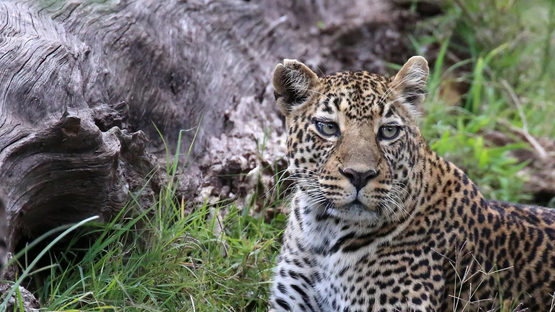 Close-up of a leopard's face in the Maasai Mara
