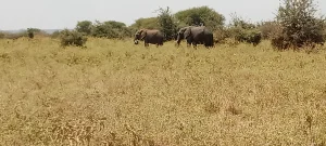 Elephants in Tarangire National Park, Tanzania