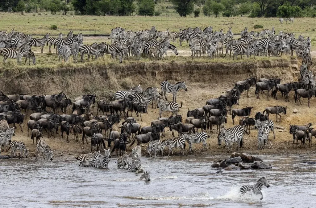 5-Day Great Migration Fly-in Safari from Zanzibar